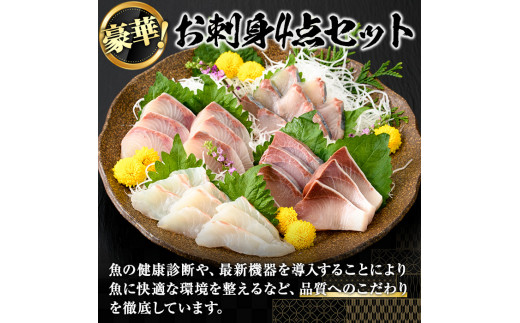 お刺身豪華4点セット(約650g)【勇進水産】yushin-970