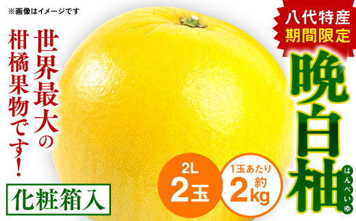 八代特産 晩白柚（ばんぺいゆ）2Lサイズ（約2kg）×2玉 - 熊本県八代市