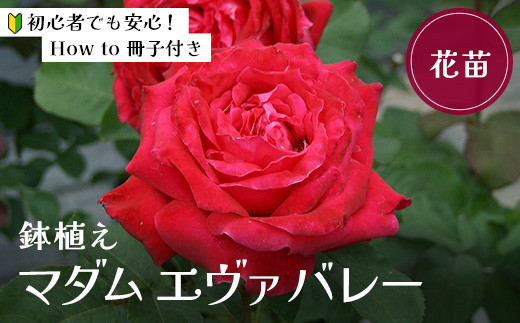 【随時発送】バラ鉢植え「マダム エヴァ バレー」 057-035