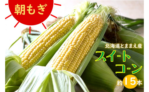 【令和6年産先行受付】北海道とままえ産スイートコーン　約15本 （先行予約　北海道産　とうもろこし　とうきび　朝どれ　朝もぎ　旬　新鮮　送料無料　 冷蔵）|るもい農業協同組合　苫前支所