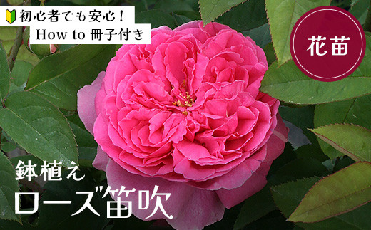 【随時発送】バラ鉢植え「ローズ笛吹」 057-034