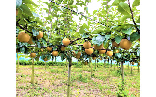 愛知県西尾市のふるさと納税 【数量限定】＜きらり園＞　旬の和梨　何が届くかお楽しみ　　品種おまかせ　5kg・K253-17