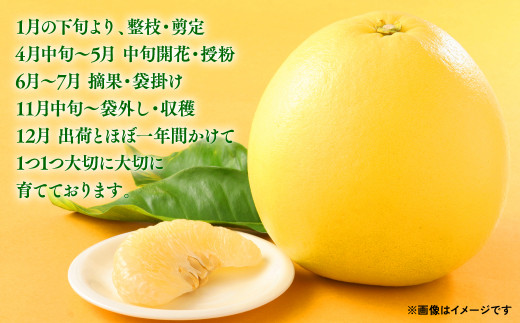 八代市 特産 晩白柚 ばんぺいゆ 2Lサイズ 約2kg ×4玉～5玉 化粧箱入り 柑橘 最大