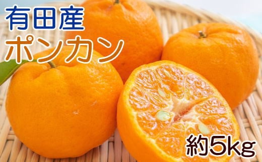  [濃厚・春みかん]有田産ポンカン約5kg(サイズおまかせ) ※2025年2月上旬～下旬頃発送予定（お届け日指定不可）【tec932】 1525822 - 和歌山県すさみ町