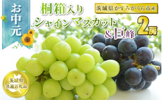 お中元 シャインマスカットと巨峰桐箱入り2房 【茨城県共通返礼品 かすみがうら市】※2024年8月上旬～中旬頃に順次発送予定 947506 - 茨城県守谷市