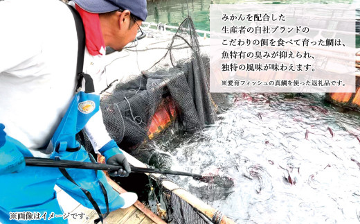 お父さん出番ですよ 愛媛県産 鯛しゃぶ セット 3～4人前 出汁付 冷凍 国産