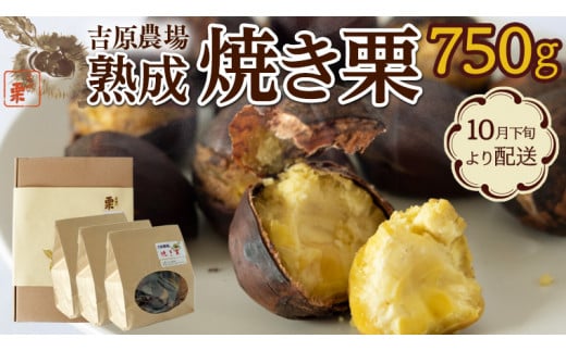 先行予約 】 庄七農園 限定 熟成 焼き栗 1kg 【 10月から順次お届け