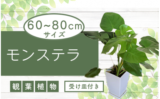 観葉植物】モンステラ70cm～90cm/黒シュエット鉢(鎌ヶ迫園芸場/021