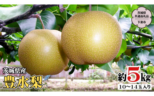 茨城県産 豊水梨 5kg (茨城県共通返礼品／下妻市） 数量限定 梨 なし ナシ フルーツ 果物 旬 産地直送 国産 茨城県 [DF002sa] 922057 - 茨城県桜川市