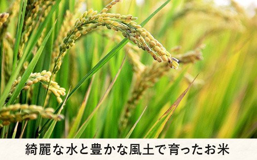 飯綱町の美味しい お米 5kg × 12回 【 12か月 定期便 】( 品種はおまかせ ) 沖縄県への配送不可 2023年11月上旬頃から順次発送予定  米 白米 精米 信州 長野 156000円 予約 農家応援 長野県 飯綱町 [1703]