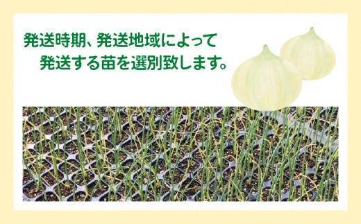 鹿児島県産 玉ねぎ(早生・七宝) 苗 2000本ご理解頂き - 野菜