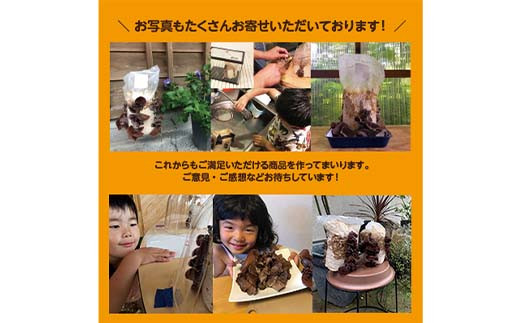 おうちでかんたん！純国産きくらげ栽培キット - 鳥取県八頭町