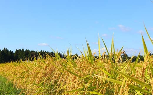 【定期便】令和5年産 極みのはえぬき 5kg×2（精米）全12回 米 お米 おこめ 山形県 新庄市 F3S-1699