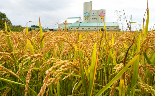 【定期便4ヶ月】ななつぼし無洗米10kg 2月から計4回毎月お届け 令和6年産 雪冷気 籾貯蔵 雪中米 北海道