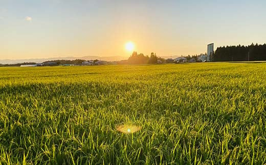 【定期便】令和5年産 極みのはえぬき 5kg×2（精米）全12回 米 お米 おこめ 山形県 新庄市 F3S-1699