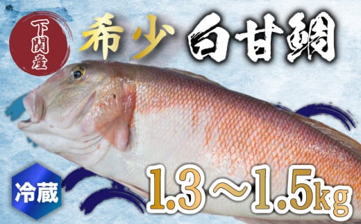 白 甘鯛 1.3～1.5kg 冷蔵 高級 魚 鮮魚 シロ アマダイ 鯛 下処理 済み 新鮮 下関 唐戸市場 直送 963598 - 山口県下関市