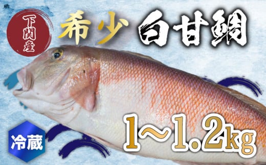 白 甘鯛 1～1.2kg 冷蔵 高級 魚 鮮魚 シロ アマダイ 鯛 下処理 済み 新鮮 下関 唐戸市場 直送 963599 - 山口県下関市