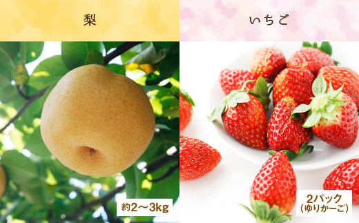 【定期便4回】厳選 フルーツ 便  ( メロン ぶどう 梨 いちご ) 
