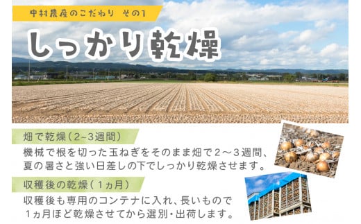 北海道北見市のふるさと納税 【2024年10月中お届け】北海道北見産 玉ねぎ 20kg ( 玉ねぎ 野菜 たまねぎ タマネギ 玉葱 甘い 20キロ ハンバーグ 肉じゃが ふるさと納税 玉ねぎ )【002-0005-2024】