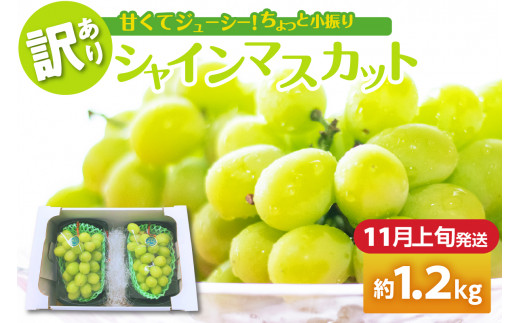 【2024年11月上旬発送】 【訳あり】 シャインマスカット 1.2kg 家庭用 青森 1064497 - 青森県五所川原市