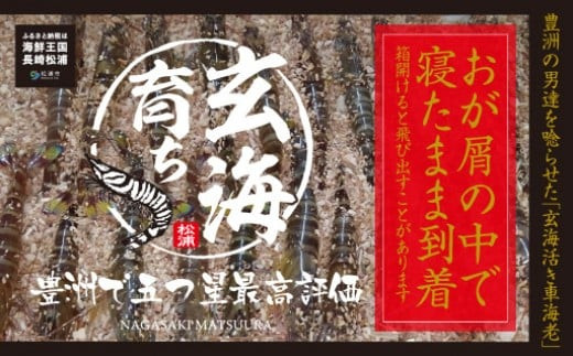 【C8-004_12】【先行予約】東興のくるまえび(玄海活きくるまえび)800g入【12月発送】 車海老 くるまえび 車えび 活きくるまえび  活き車えび えび エビ 養殖 刺身 塩焼き 天ぷら 常温 贈答用 松浦市 送料無料 - 長崎県松浦市｜ふるさとチョイス - ふるさと納税サイト