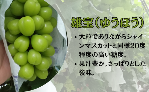 8月中旬頃より順次お届けします。※1房で1kgを超える場合がございます。