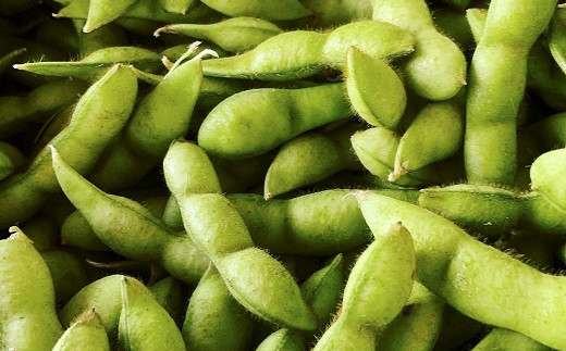 丹波町産の黒枝豆の魅力は、何といっても粒の大きさ！