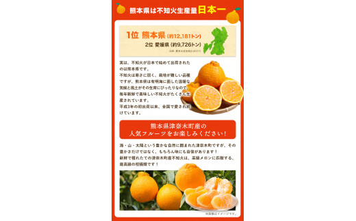みかん 好き必見 甘夏 熊本県産(津奈木町産含む) 甘夏 約 4kg