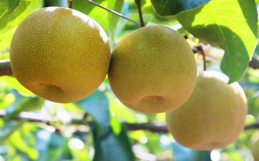 3種の梨 食べ比べ 定期便 合計 約15kg フルーツ 果物 青果 
