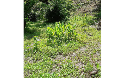 秋みょうが 和歌山県産【秀品】約500g（250g×2パック）