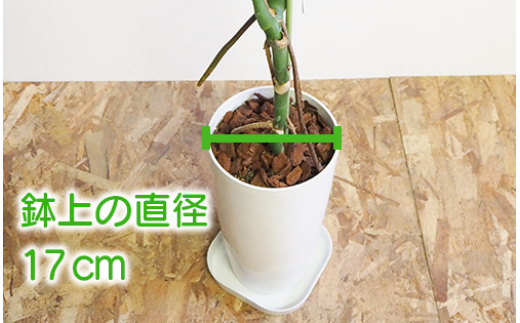 4月～発送【観葉植物】幹立ちモンステラ70cm～80cm(弓指園芸/014-1501