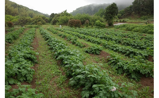 Z146.【2023年夏季限定】立花山で育てた「新じゃがいも」味くらべ