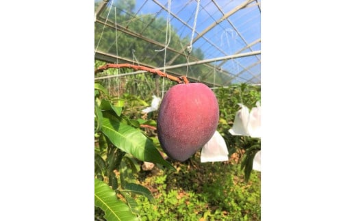 冷凍　完熟マンゴー　沖縄県産　農薬・化学肥料不使用　5kg