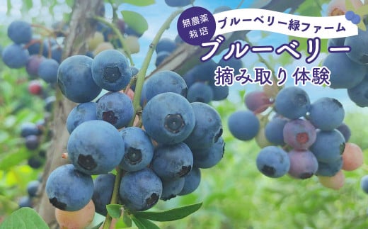 ブルーベリー 狩り 体験 30分 1名につき1キロまで プレゼント 栽培期間中 農薬不使用 ブルーベリー狩り ブルーベリー摘み フルーツ 果物 フルーツ狩り 果物狩り お手軽 イベント 7月 8月 夏休み 子ども 旅行 家族 お土産   埼玉県 羽生市 961033 - 埼玉県羽生市