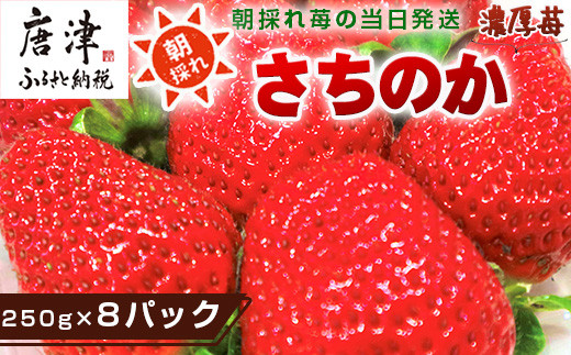 『先行予約』【令和7年3月より順次発送】濃厚苺 さちのか 250g×8パック(合計2kg) 濃厚いちご 苺 イチゴ 果物 フルーツ ビタミン