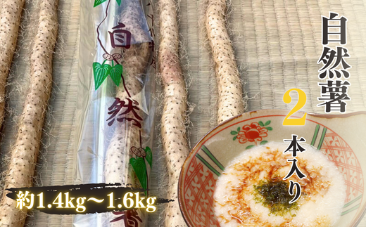 先行予約！農家から産地直送！ねっとり濃厚[自然薯 2本入り 約1.4kg