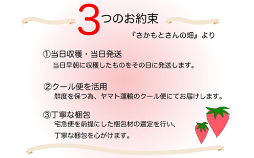 濃厚苺 さちのか 250g×12パック(合計3kg) 濃厚いちご 苺 イチゴ 果物 フルーツ ビタミン