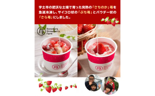 74-35　園村苺園　宇土産 完熟冷凍いちご「ぷち苺」と「さら苺」各3カップ　練乳付き