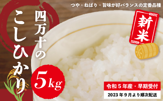 R5-148．【令和5年産新米・早期受付】四万十のこしひかり5kg【2023年9月より順次配送】|株式会社　横山米穀店