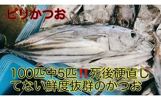 高知県南国市のふるさと納税 冷凍もちもち食感ビリかつお刺身250g【鰹 切身 新鮮 魚 魚介 食品  人気 おすすめ 高知県 南国市】