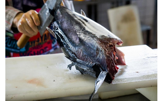 高知県南国市のふるさと納税 冷凍もちもち食感ビリかつお刺身250g【鰹 切身 新鮮 魚 魚介 食品  人気 おすすめ 高知県 南国市】