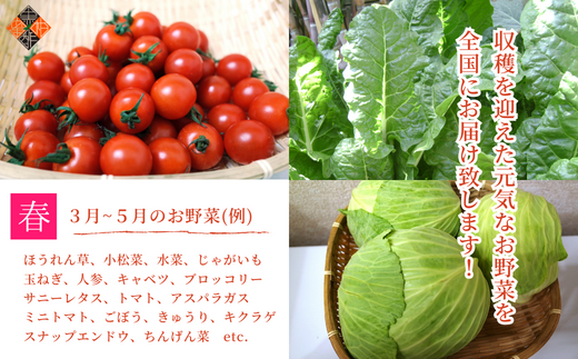 肥前の国のお野菜詰め合わせセット（8～10品目） - 佐賀県NPO支援