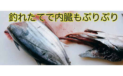 高知県南国市のふるさと納税 冷凍もちもち食感ビリかつお刺身250g【鰹 切身 新鮮 魚 魚介 食品  人気 おすすめ 高知県 南国市】