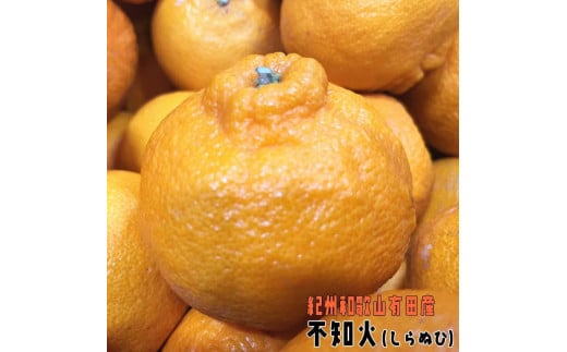 【ご家庭用】濃厚 不知火 和歌山県産 約2.5kg【先行予約・2025年2月上旬～3月下旬発送】 965320 - 和歌山県かつらぎ町