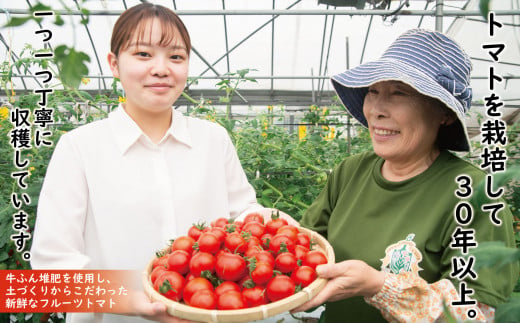 【 訳あり 】 野菜 フルーツトマト 約2.5kg フルティカ 期間限定 サイズ混合 不揃い 規格外 訳アリ わけあり 家庭用 朝摘み ミニトマト  エコファーマー 新鮮 冷蔵 安全 産地直送 農家直送 生産者直送 徳島県 阿波市 四国