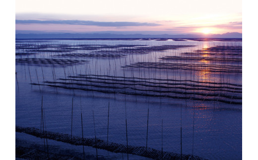 有明海：海苔生産の様子