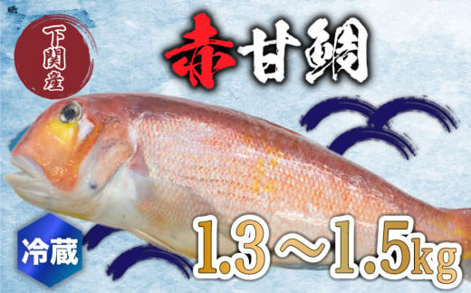 赤 甘鯛 1.3～1.5kg 冷蔵 高級 魚 鮮魚 アカ アマダイ 鯛 下処理 済み 新鮮 下関 唐戸市場 直送 986497 - 山口県下関市