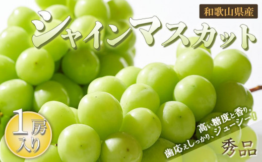 シャインマスカット 1房（600g以上）［2025年8月中旬以降出荷］［MG24］