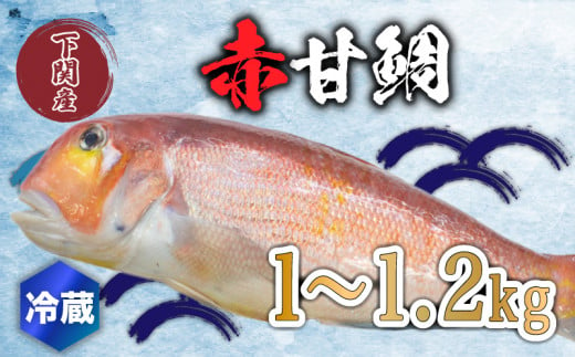 赤 甘鯛 1～1.2kg 冷蔵 高級 魚 鮮魚 アカ アマダイ 鯛 下処理 済み 新鮮 下関 唐戸市場 直送 986498 - 山口県下関市