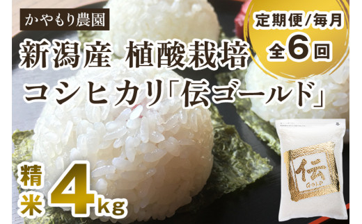 新潟産コシヒカリ「伝ゴールド」白米真空パック 精米 2kg×2袋